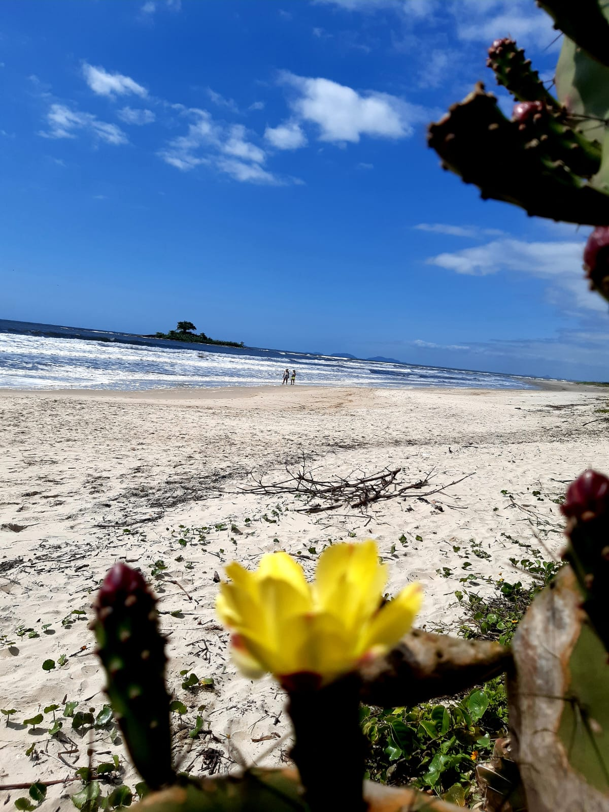 Praia de Guaratuba com flor em primeiro plano